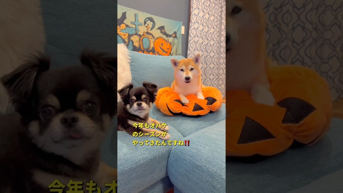 ハロウィンの準備🎃👻#柴犬 #チワワ #shorts