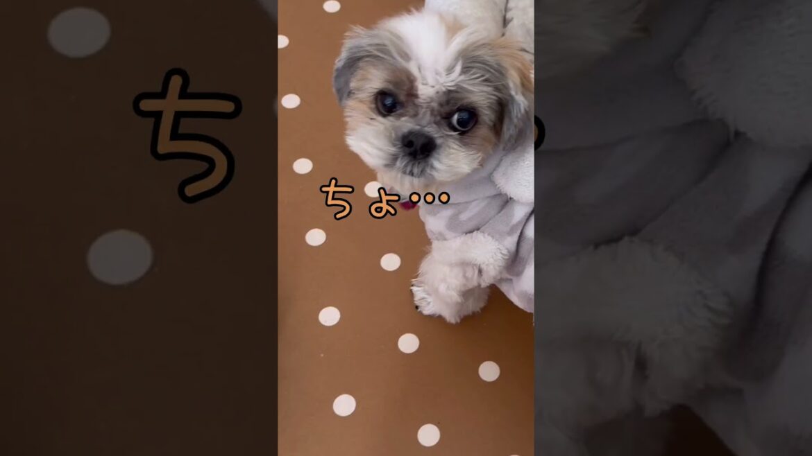 ツンデレを極めるとこうなります🐶w#シーズー #いぬ #犬 #わんこ