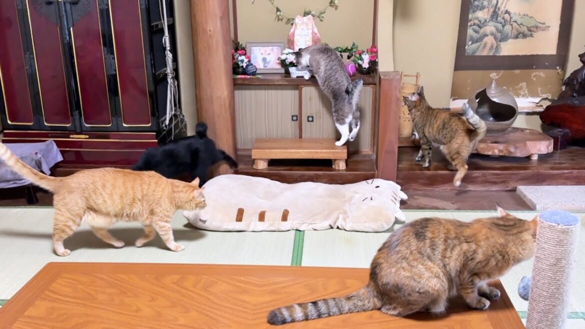 毎日柴犬ママにご挨拶する大家族の猫たち