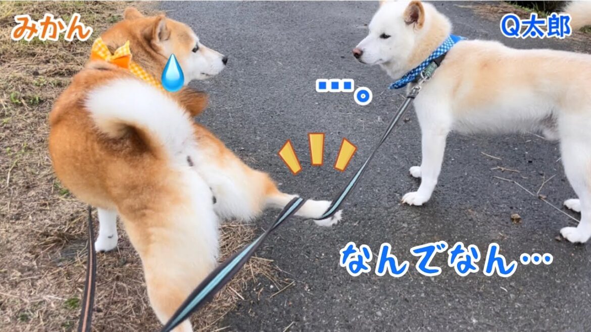 子犬５匹育てた柴犬最強ママののんびり生活が可愛すぎるw