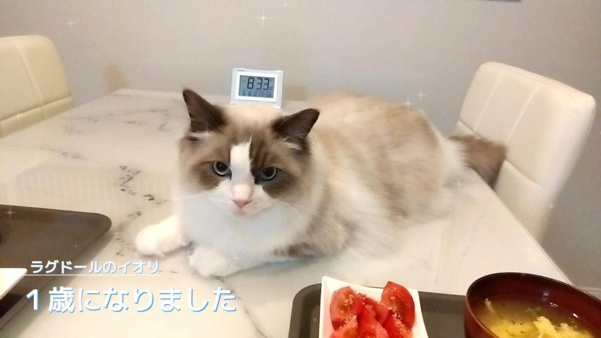 【ラグドール】１歳になりました