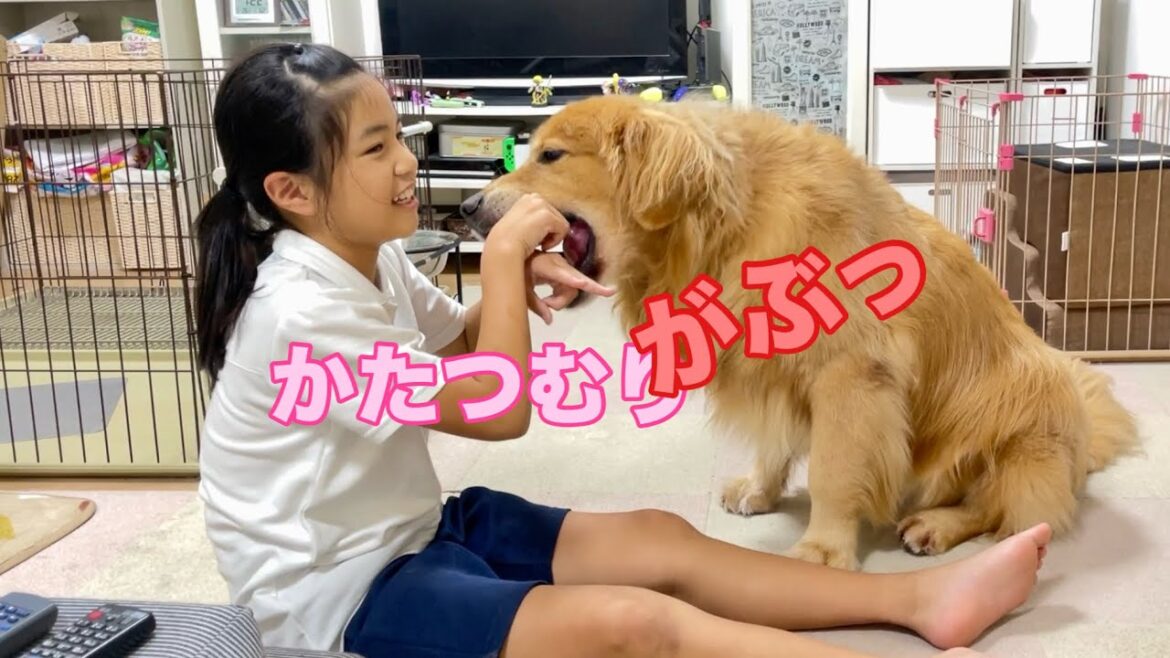 コントみたいな2人の遊び方が可愛すぎる【ゴールデンレトリバーとミニチュアダックスフンド】