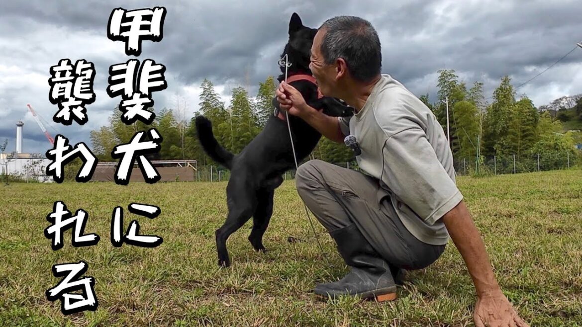 家族親戚を噛んでしまった甲斐犬に畑で襲われた
