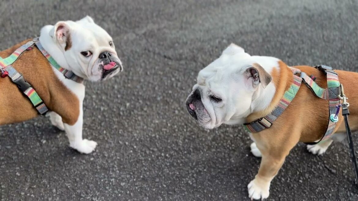 金木犀の香りにつられてルンルンなお散歩のはずが…兄犬のマイペースさに呆れる全力まるこ 金木犀の香りにつられてルンルンなお散歩のはずが…兄犬のマイペースさに呆れる全力まるこ