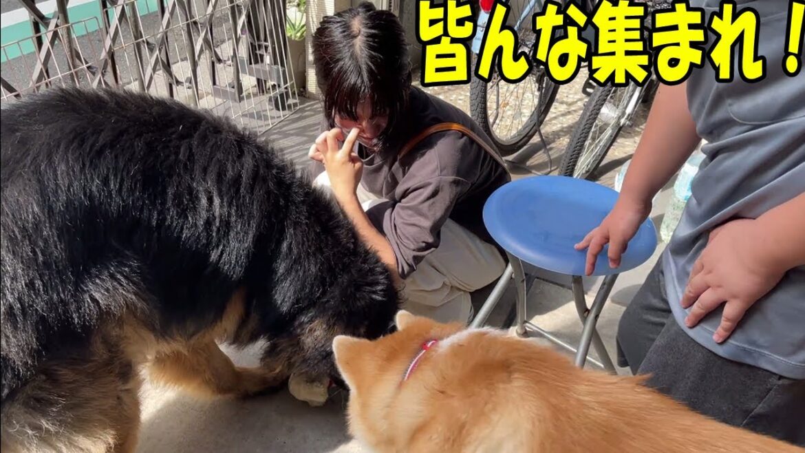 犬達とまったり過ごす放課後・秋田犬そら・シェパード犬マック・孫達