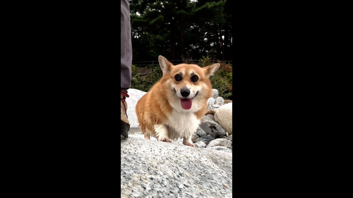 河原歩きを楽しむコーギー / A happy corgi having fun on the riverbed #shorts