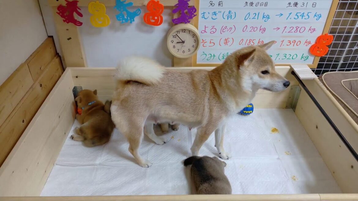 柴犬なつ！子育て生配信【生後31日】生後1か月記念日です🎉！！