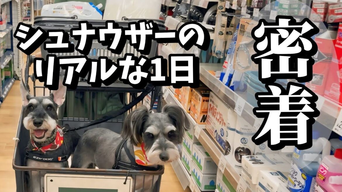 ミニチュアシュナウザーのリアルな1日密着!トリミングからお買い物、トレーニングの姿まで全てが癒される! ミニチュアシュナウザーのリアルな1日密着!トリミングからお買い物、トレーニングの姿まで全てが癒される!