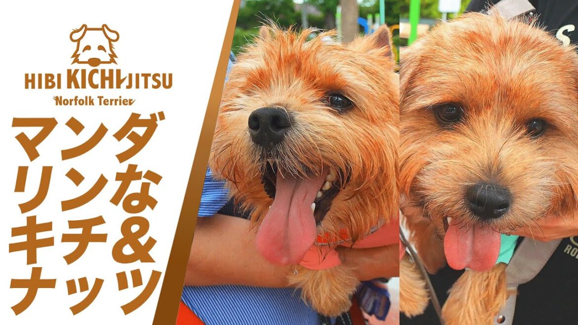 【愛犬キチ】  マンダリンブラザーズなキチナッツ【 ノーフォークテリア norfolkterrier キチナッツ norwichterrier】