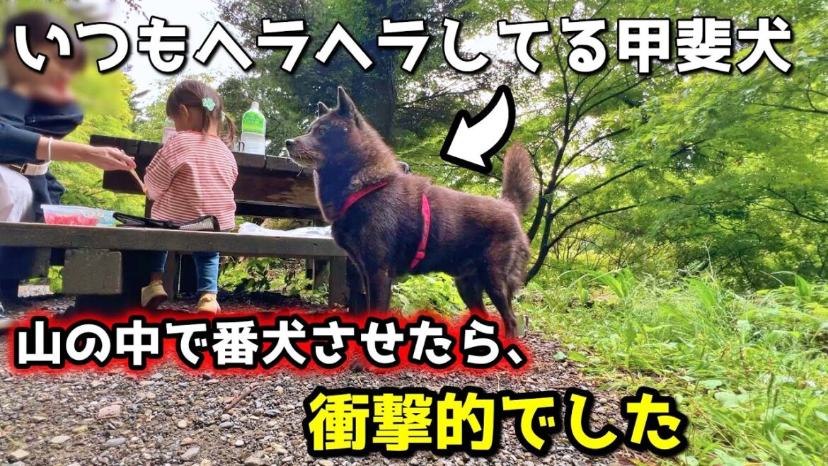 甲斐犬は賢いし強い！山登りで番犬させた結果が衝撃でした【甲斐犬と登山：御岳山編　第１話】子供を守る犬