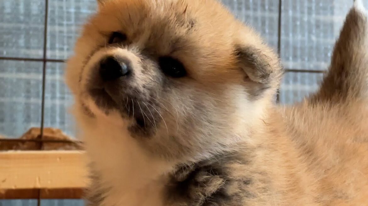 みんなが寝ているその隙に　秋田犬の赤ちゃんウォッチング