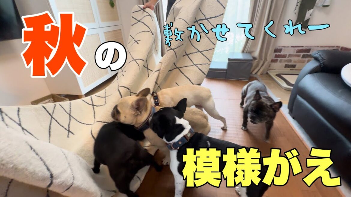 チャレンジ！元気なフレンチブルドックがワサワサいる中で模様替えはできるのか⁈