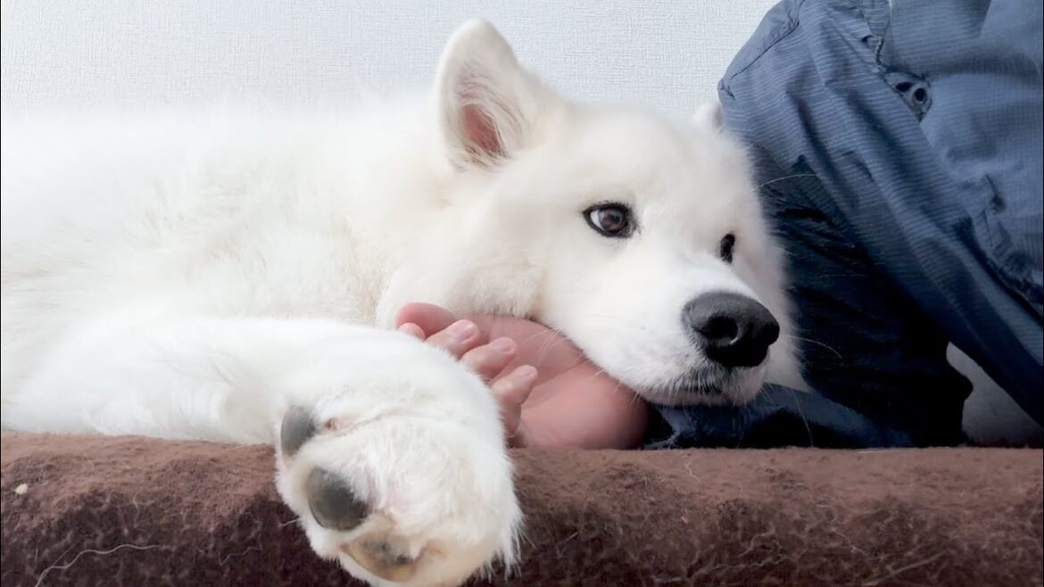 苦手な病院から帰ってきたらベタベタ甘えん坊になる犬がかわいすぎました…