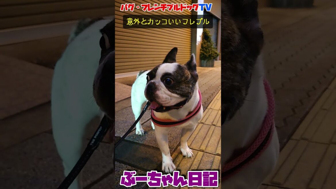 意外とカッコいいフレンチブルドッグ　『ぶーちゃん日記』 #犬のいる暮らし #フレンチブルドッグ #dog #frenchbulldog