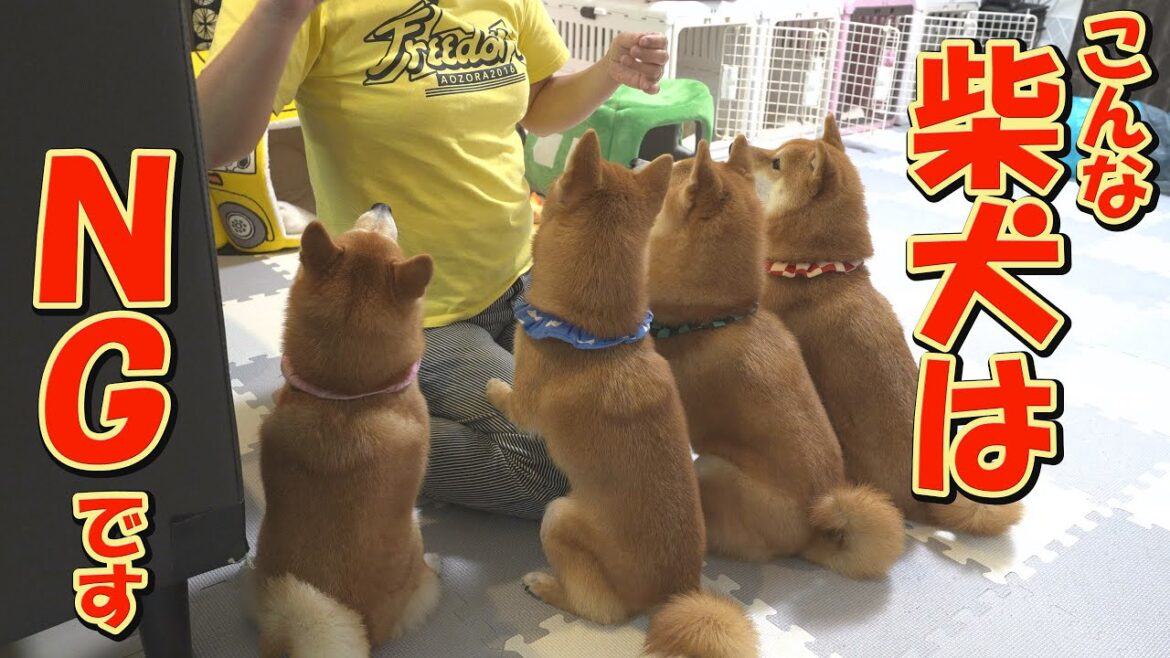 【悲報】残念なことに、利益が無いと全く動かない柴犬がいました・・・ 【悲報】残念なことに、利益が無いと全く動かない柴犬がいました・・・
