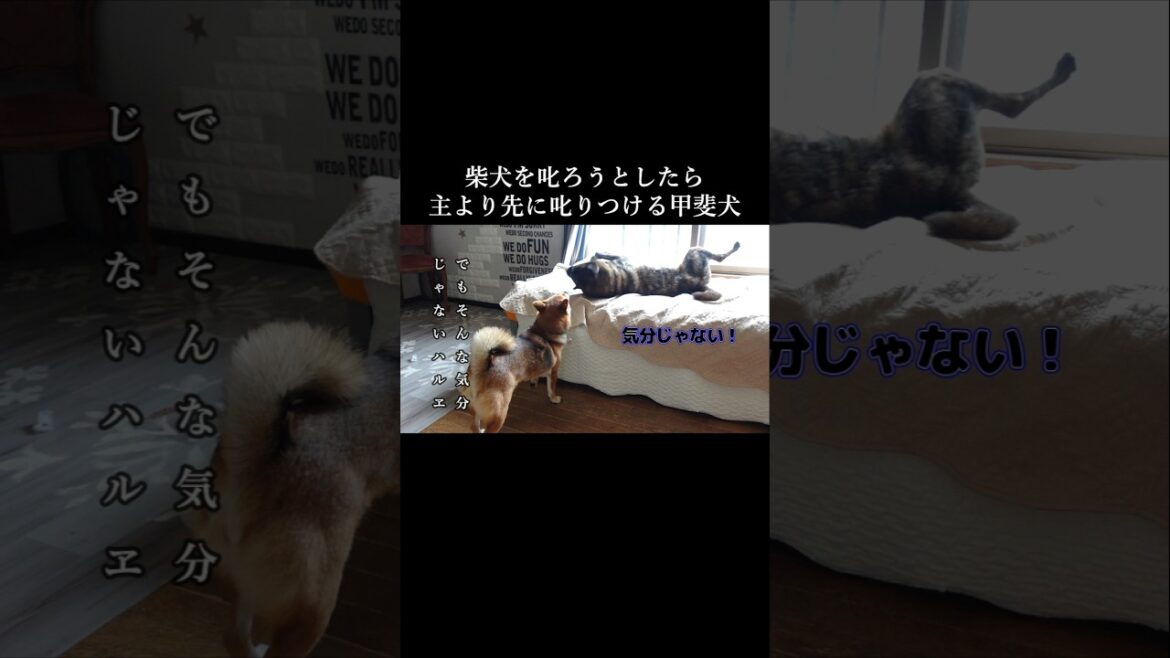 柴犬を叱ろうとした瞬間、主より先に叱りつける甲斐犬が凄い　#甲斐犬 #柴犬