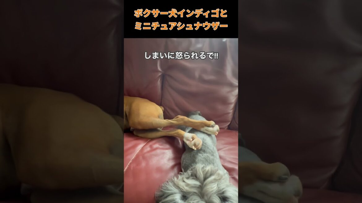 【ボクサー犬インディゴとミニチュアシュナウザー】これはあかんやろ!!#shorts #ボクサー犬 #ミニチュアシュナウザー