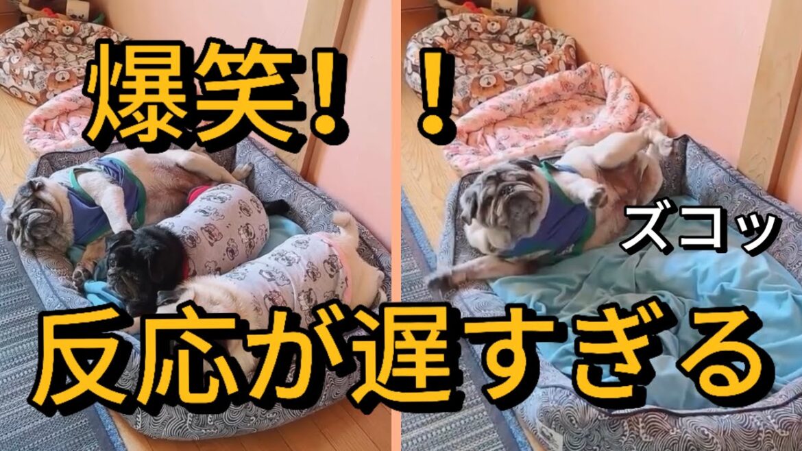 【爆笑】反応が遅すぎる犬が面白い！こんなに遅い反応の犬見たことありますか⁉️