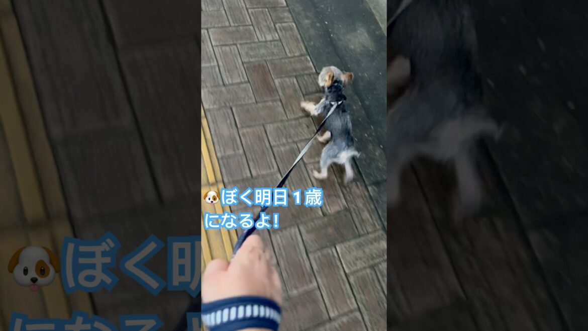 明日で1歳のヨークシャーテリア #生後11ヶ月 #そら #癒し