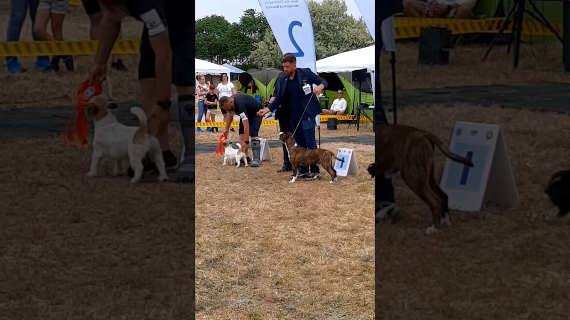 EXPOZITIE CANINA 2️⃣0️⃣2️⃣2️⃣ LA NAVODARI CONSTANTA | C.A.C SI CACIB | AMSTAFF JACK RUSSELL SCOTTISH