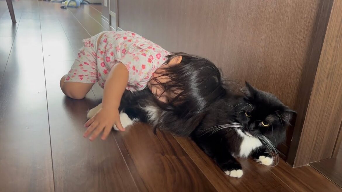 子猫と2歳児から猫吸いされる猫　ラガマフィンA cat that is loved by kittens and children. Ragamuffin.