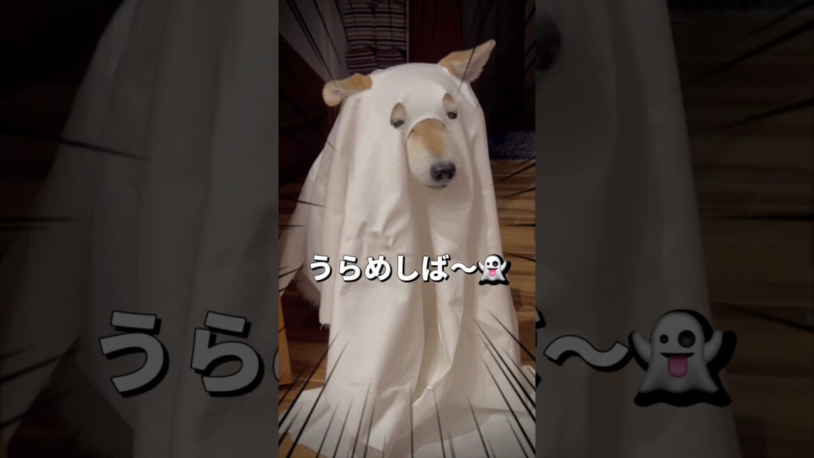 うらめしば〜👻#柴犬 #チワワ #shorts