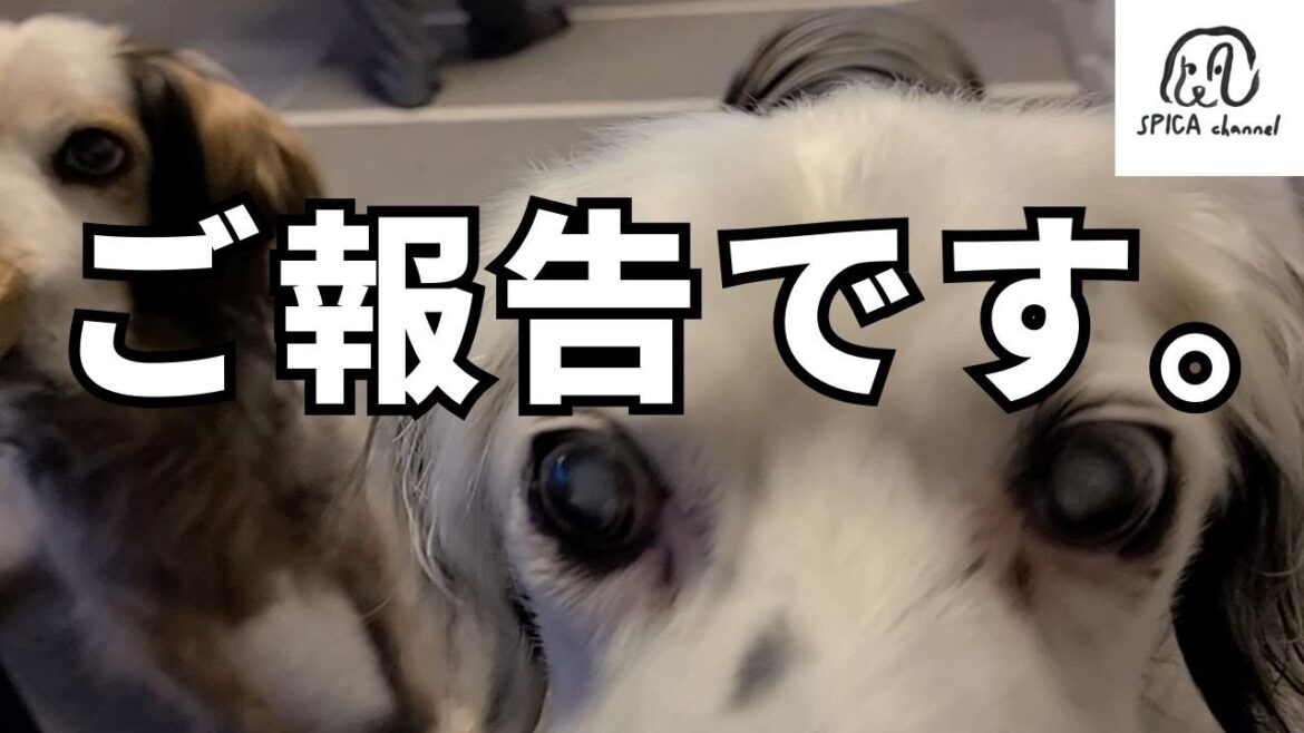 【ご報告】心臓に腫瘍／保護犬イングリッシュセッター／生きる☆