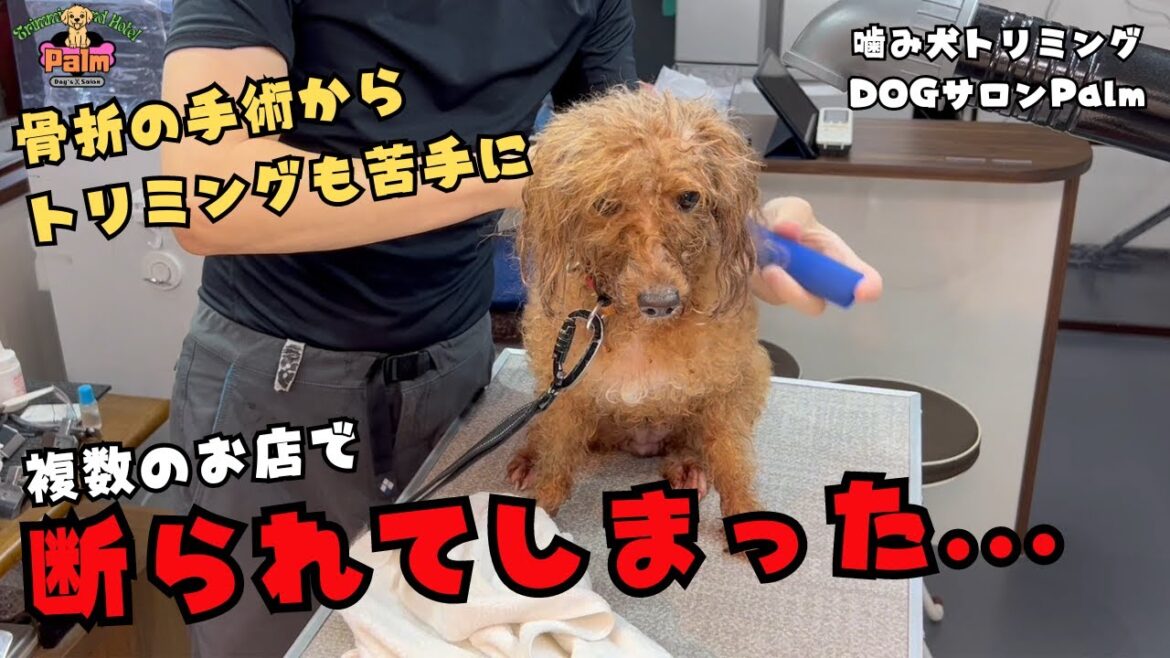 骨折後にトラウマが..トイプードルの噛み犬トリミング！！