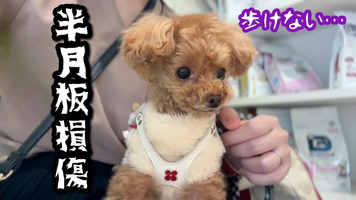 【ご報告】実は病気し、一時歩けなくなっていました。【トイプードルのコロン】 【ご報告】実は病気し、一時歩けなくなっていました。【トイプードルのコロン】