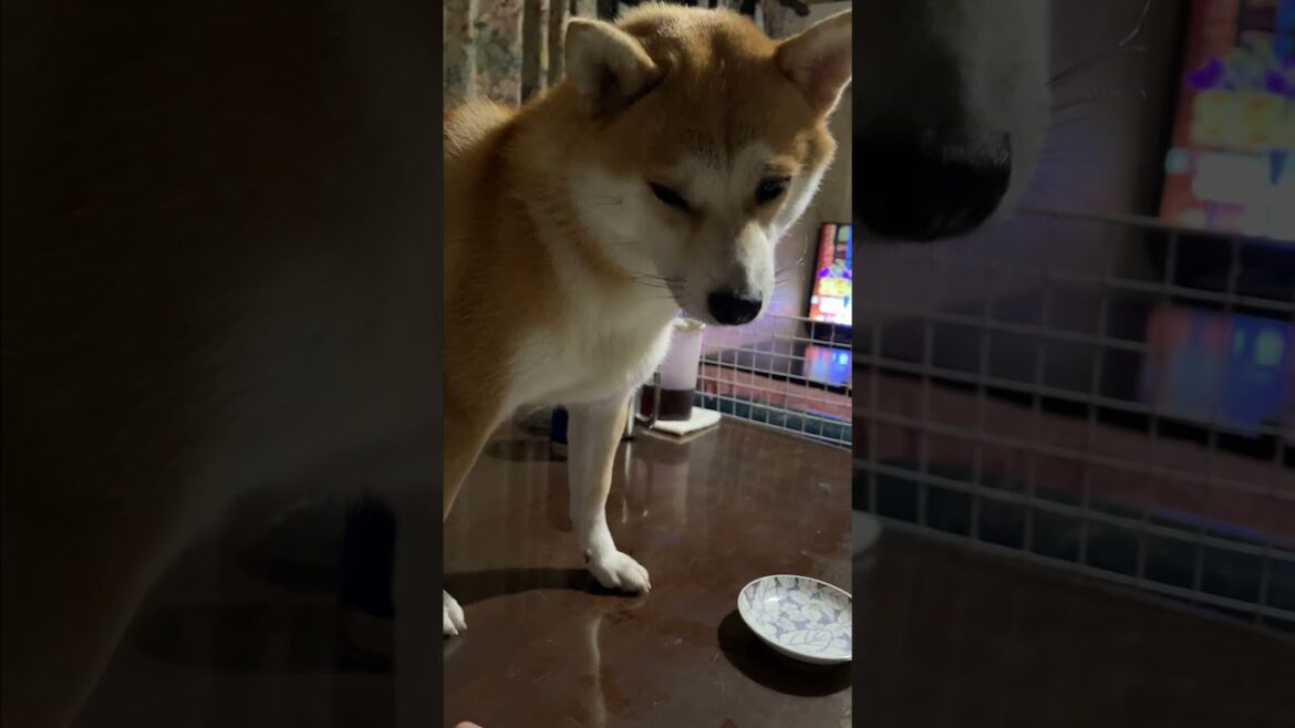 人のグラタン狙うな　#shorts#柴犬#犬のいる暮らし