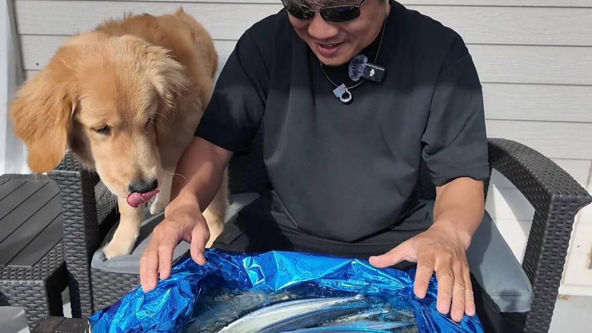 初めての食欲の秋を迎えて！感謝しながら元気に成長する子犬。【Golden Retriever japan】