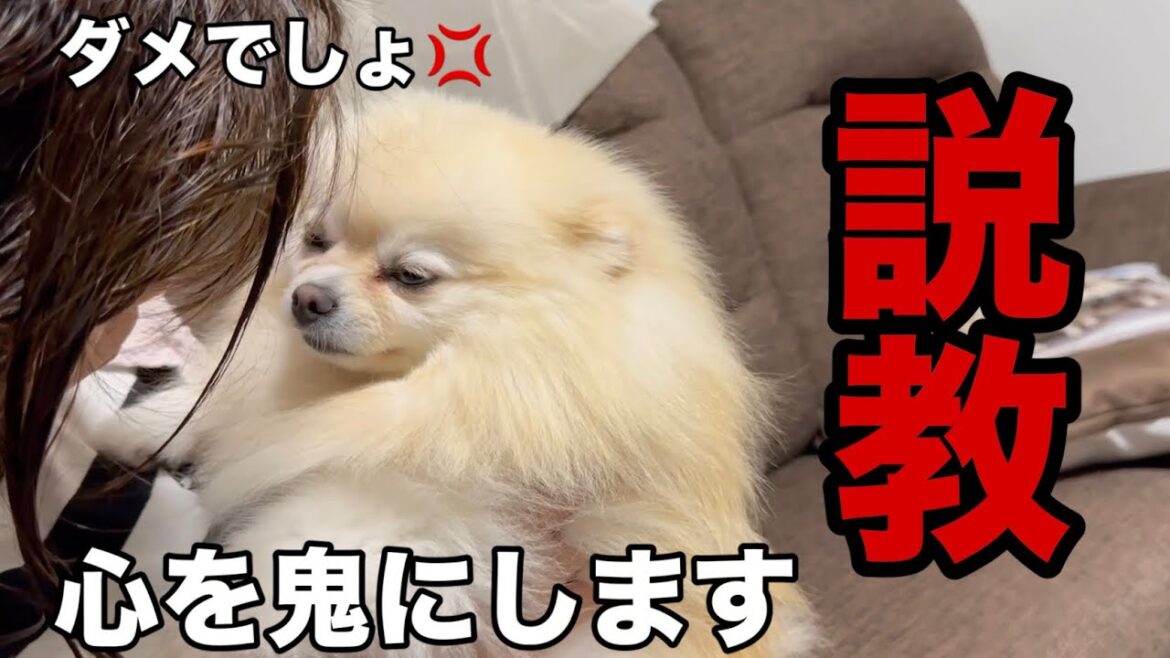 イタズラしたので説教してたら衝撃の事実が判明しました