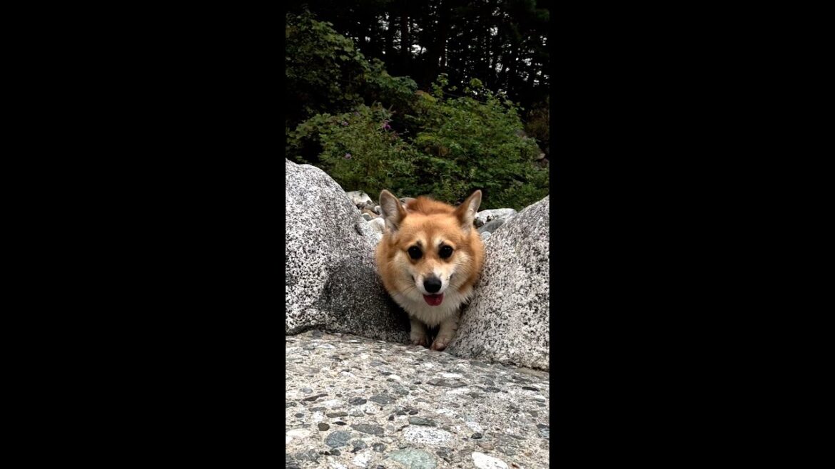 器用に石の間を通り抜けてくるコーギー / A Corgi nimbly navigating its way through the rocks #shorts