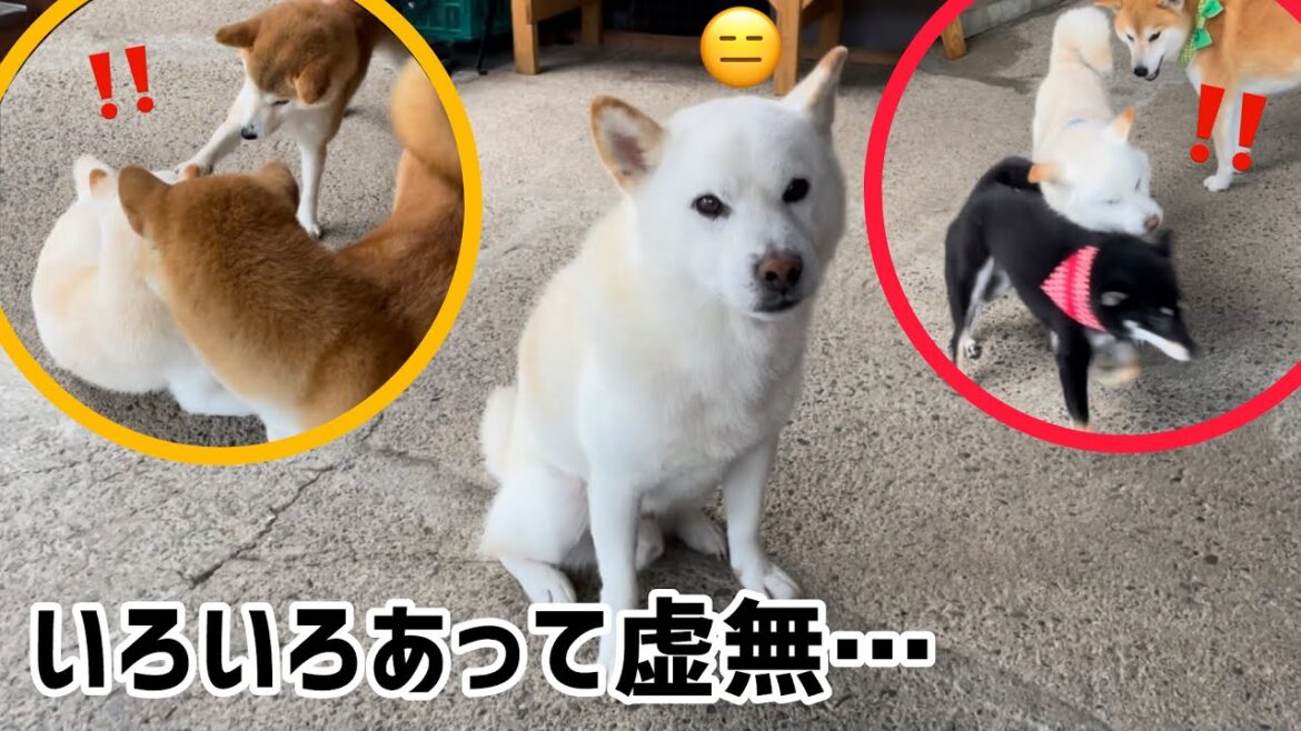 懐深い白柴お父さんの虚無感が可愛すぎました… 懐深い白柴お父さんの虚無感が可愛すぎました...