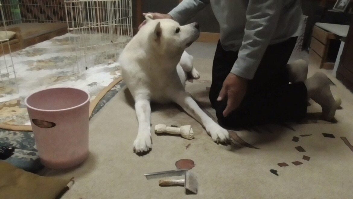 【秋田犬ゆうき】秋の気配も濃くなり換毛期が終盤を迎えたので最後まで残った毛を収穫して貰う【akita dog】
