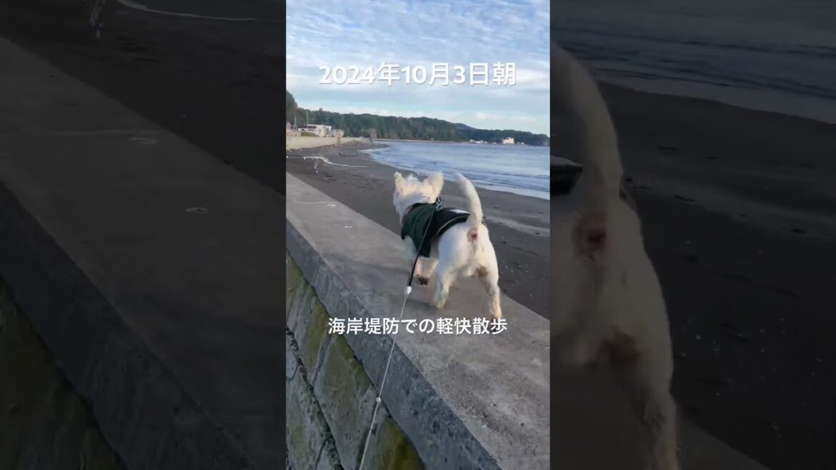 フリース始めました。　#westie #westhighlandwhiteterrier #dog #ウエストハイランドホワイトテリア #ウエスティ