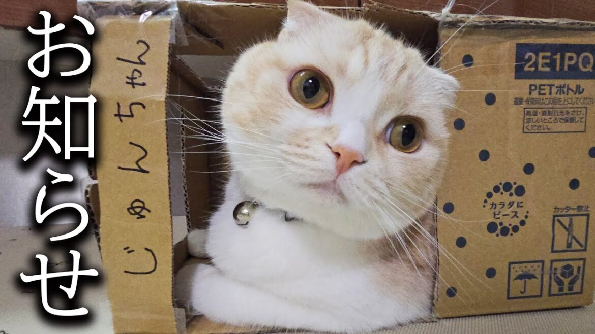 みなさまに嬉しいお知らせ… みなさまに嬉しいお知らせ...