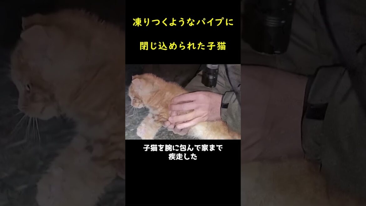 コンクリートに閉じ込められた子猫！！