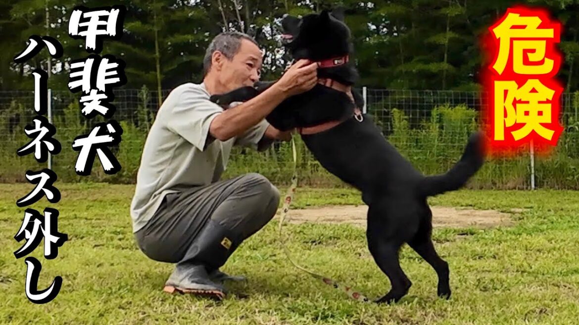 【超危険】家族親戚を噛んでしまった甲斐犬のハーネスを外します