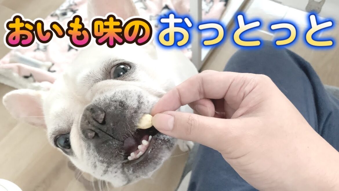おっとっと一緒に食べてみた！【フレンチブルドッグ frenchbulldog】