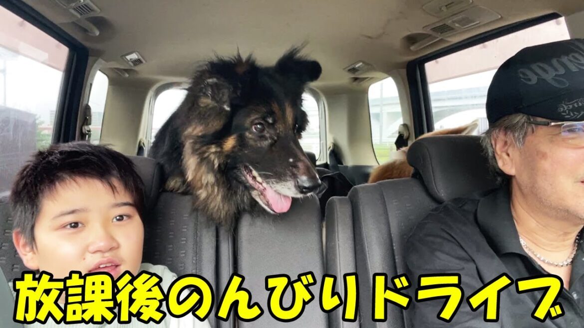 大型犬とドライブ♪のんびり放課後遊び・秋田犬そら・シェパード犬マック