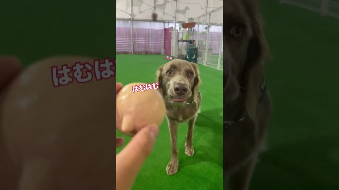 真剣になるとつい口が…🤣🤣#大型犬 #犬のいる暮らし #ワイマラナー#ワイマラナーロングヘアード #dog#wiemaraner #shorts #ルルちゃんのルンルンちゃんねる