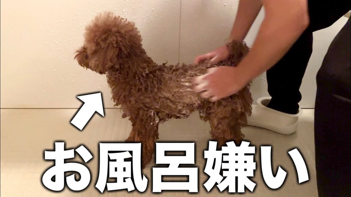 ずっと放置されてたプードルの体をキレイにします。