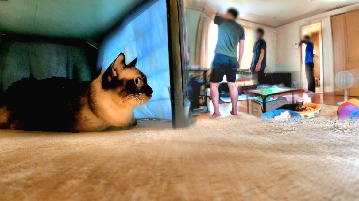 部屋へ知らない人が入って来て!したシャム猫が誤って部屋へ避難した結果🏃 部屋へ知らない人が入って来て!したシャム猫が誤って部屋へ避難した結果🏃