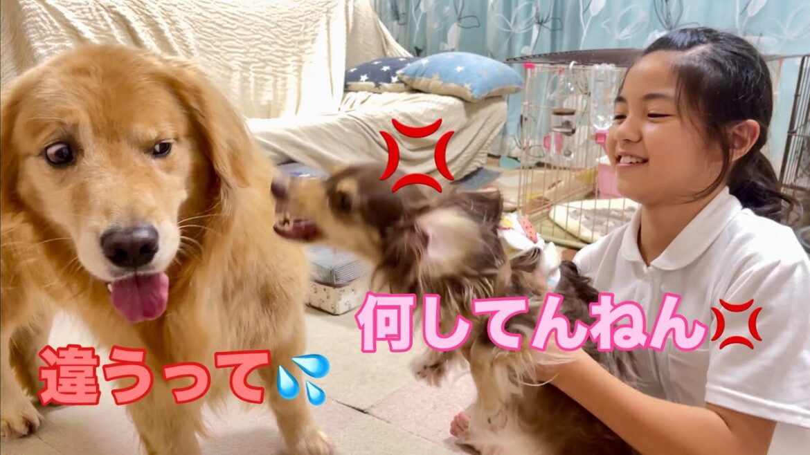 理不尽な八つ当たりにマジビビリする大型犬クッキー【ゴールデンレトリバーとミニチュアダックスフンド】
