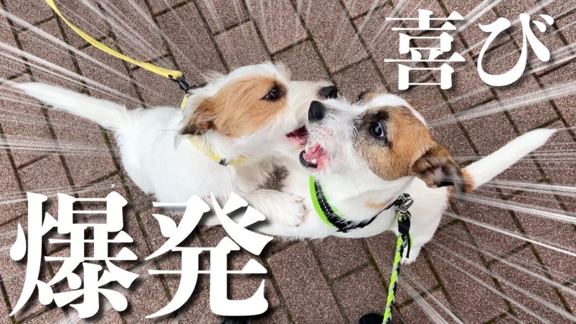 兄弟のように一緒に育った先輩犬に偶然会って喜びが爆発した子犬/ジャックラッセルテリア
