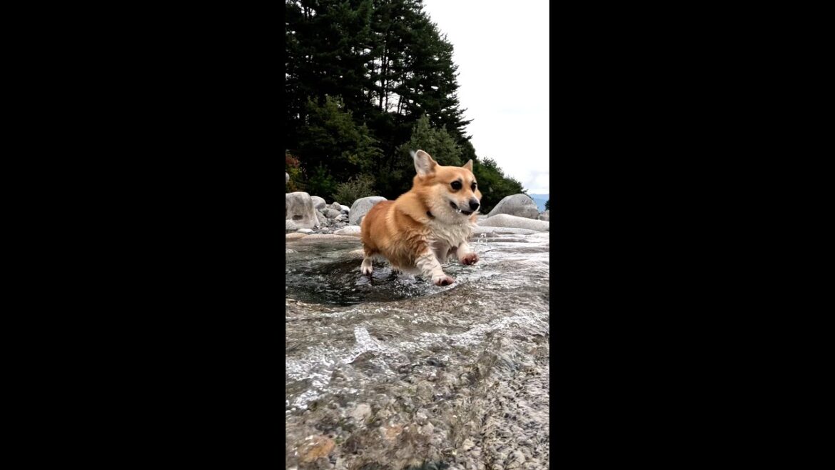 河原の石を器用に跳び移っていくコーギー / The nimble corgi was leaping effortlessly from rock to rock #shorts