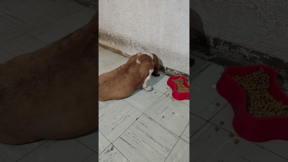 #shorts | El baúl de los recuerdos | El pachón | #bassethound #dog #doglover #perro #pets #mascotas