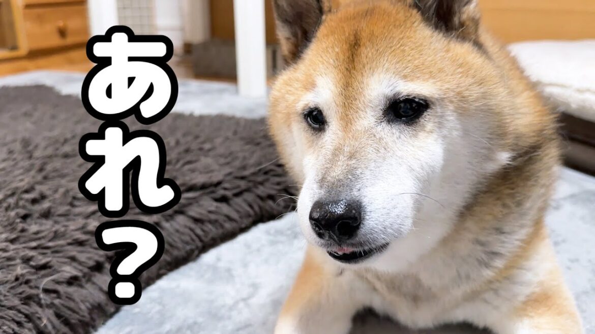 柴犬に甘えてくる末っ子猫が甘えなかった時の柴犬パパのお顔が可愛すぎました 柴犬に甘えてくる末っ子猫が甘えなかった時の柴犬パパのお顔が可愛すぎました