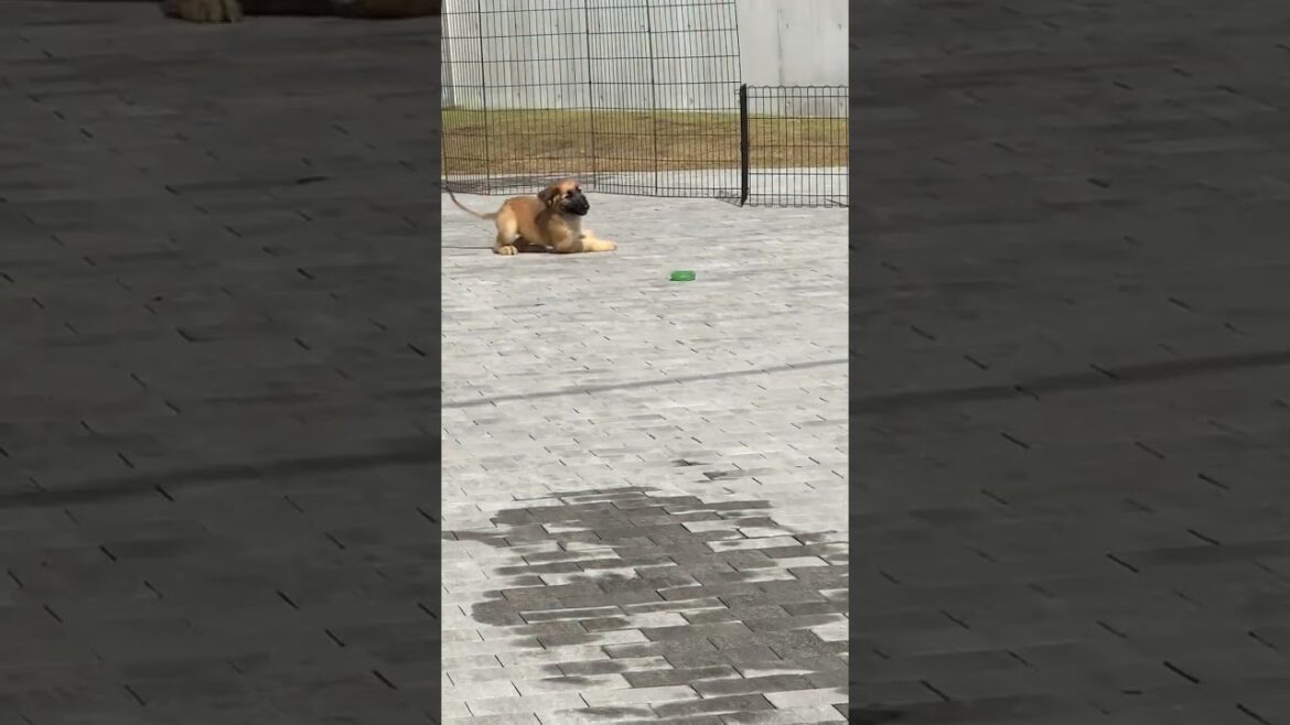 アフガンハウンド 最近の海外で活躍している 男の子らしくスラッと洗練された タイプです。